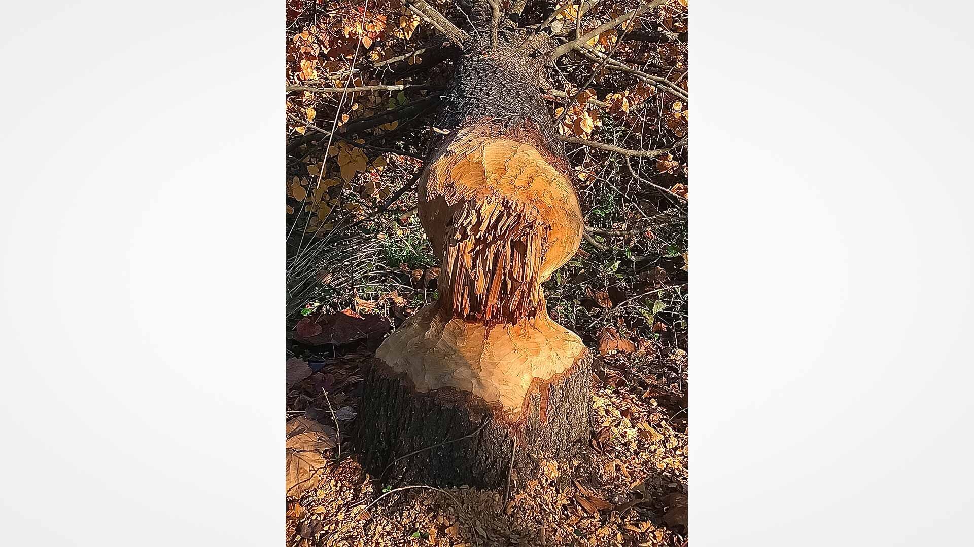 beaver-web.jpg